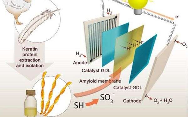 Generating clean electricity with chicken feathers