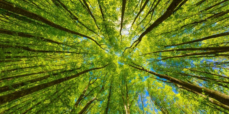 Environmental Impact: Is Solar Worth It?