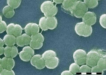 insights into the evolution of far-red light photosynthesis