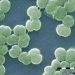 insights into the evolution of far-red light photosynthesis