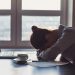 How to Avoid Solar Scams