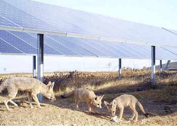 Growth and challenges in the US solar sector – pv magazine USA