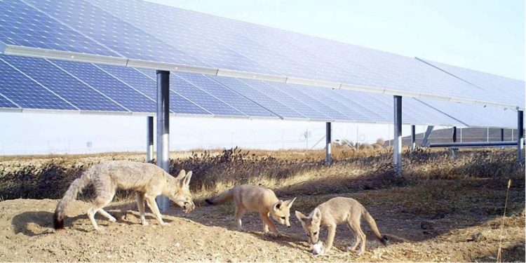 Growth and challenges in the US solar sector – pv magazine USA