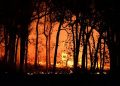 How To Prevent Bushfires in Australia? Australia Bushfire Prevention