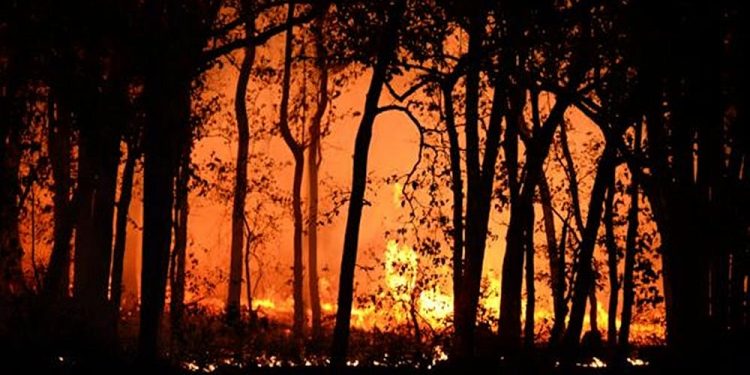 How To Prevent Bushfires in Australia? Australia Bushfire Prevention
