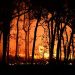 How To Prevent Bushfires in Australia? Australia Bushfire Prevention