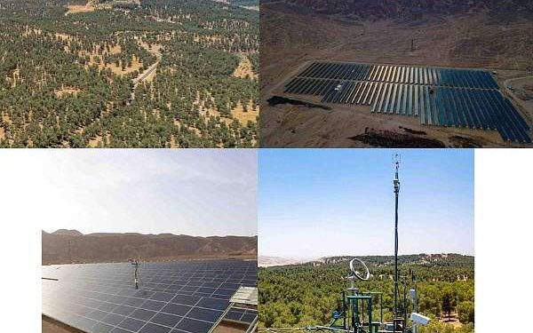 The solar forest