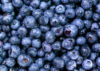 Wyman’s Blueberries to power harvest with Maine solar project