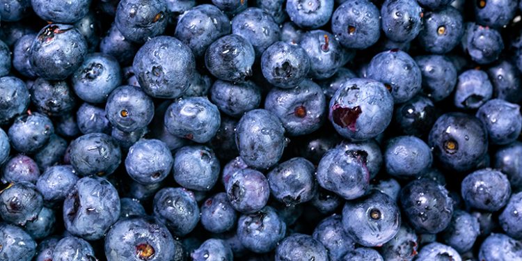 Wyman’s Blueberries to power harvest with Maine solar project