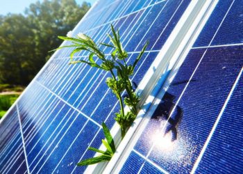 Solar Panel Farm: Illuminating the Vineyards