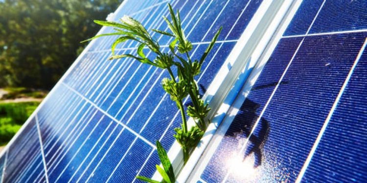 Solar Panel Farm: Illuminating the Vineyards