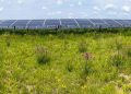 Insect populations flourish in the restored habitats of solar energy facilities