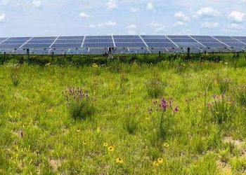 Insect populations flourish in the restored habitats of solar energy facilities
