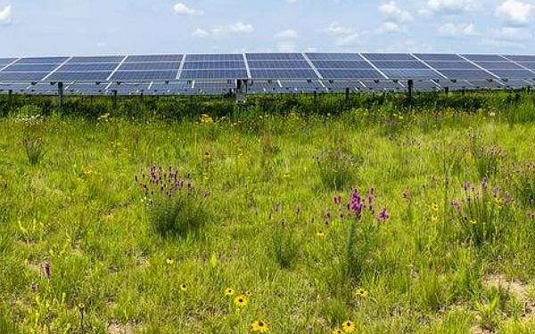 Insect populations flourish in the restored habitats of solar energy facilities
