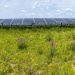 Insect populations flourish in the restored habitats of solar energy facilities