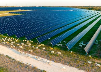 Lightsource bp developing 288-MW Texas solar portfolio