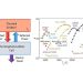 Decoding thermophotovoltaic efficiency