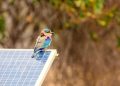 The Ultimate Guide to Bird-Proofing Solar Panels