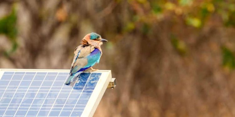 The Ultimate Guide to Bird-Proofing Solar Panels