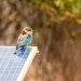 The Ultimate Guide to Bird-Proofing Solar Panels