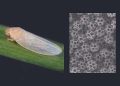 Uncovering nature’s blueprint for invisibility and enhanced solar harvesting