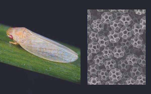 Uncovering nature’s blueprint for invisibility and enhanced solar harvesting