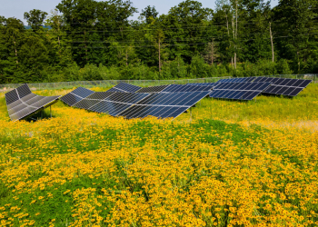 Strong state solar policies boost adoption of distributed energy – pv magazine USA