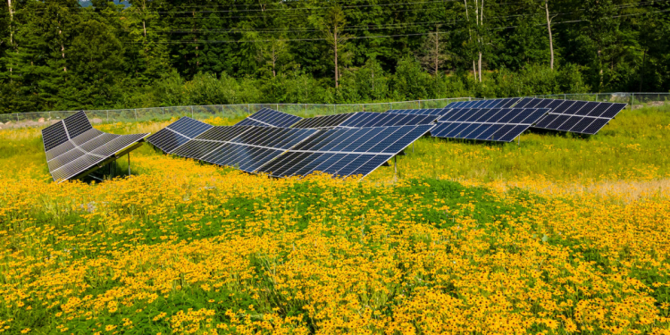 Strong state solar policies boost adoption of distributed energy – pv magazine USA