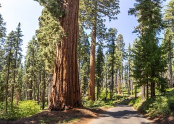 The Climate Credit is like a Free Solar Trial