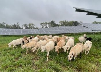 Sheep, pigs being used for vegetation management on Virginia solar project