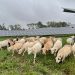 Sheep, pigs being used for vegetation management on Virginia solar project