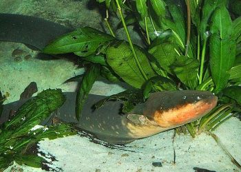 Soft, Stretchable Jelly Batteries Inspired by Electric Eels