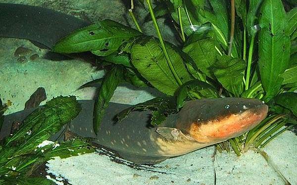 Soft, Stretchable Jelly Batteries Inspired by Electric Eels