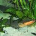 Soft, Stretchable Jelly Batteries Inspired by Electric Eels