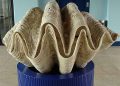 Giant clams may hold the answers to making solar energy more efficient