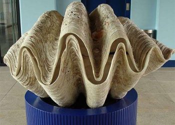 Giant clams may hold the answers to making solar energy more efficient