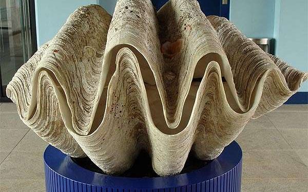 Giant clams may hold the answers to making solar energy more efficient