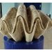 Giant clams may hold the answers to making solar energy more efficient
