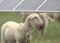 Avangrid hires 5,000 sheep for grazing on two solar projects in the Pacific Northwest