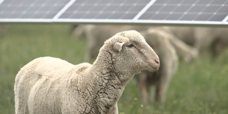 Avangrid hires 5,000 sheep for grazing on two solar projects in the Pacific Northwest