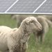 Avangrid hires 5,000 sheep for grazing on two solar projects in the Pacific Northwest