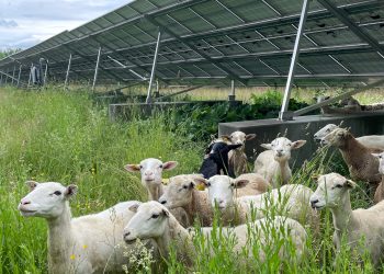 Encore Renewable Energy, GreenSpark Solar collaborate on agrivoltaic project