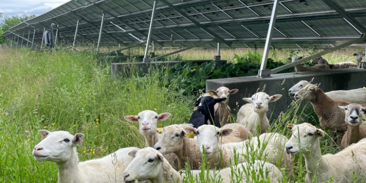 Encore Renewable Energy, GreenSpark Solar collaborate on agrivoltaic project