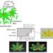 Leaf-inspired Solar Concentrators Could Significantly Improve Efficiency