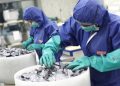 NorSun to supply Heliene’s new US solar cell factory with silicon wafers