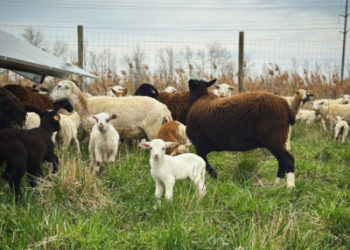 Encore Renewable Energy breaks ground on its first New York solar project