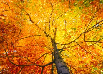 Understanding the Benefits of Fall Solar