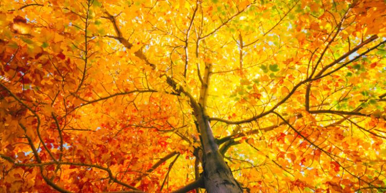 Understanding the Benefits of Fall Solar