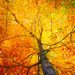 Understanding the Benefits of Fall Solar