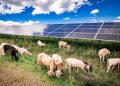 EDF plans sheep grazing for vegetation management on 220-MW Ohio solar project